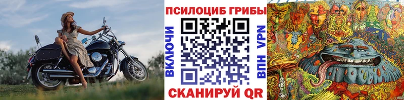 где продают наркотики  Протвино  Галлюциногенные грибы Psilocybe 